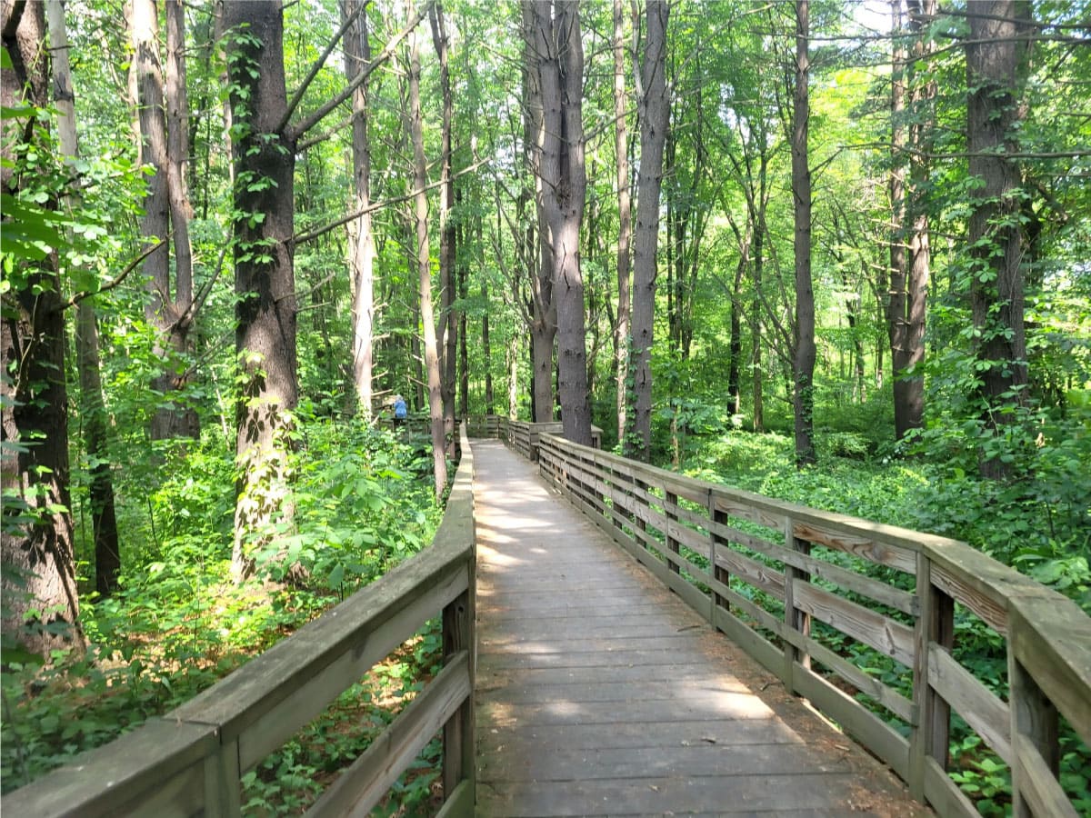 Boardwalk in the forest