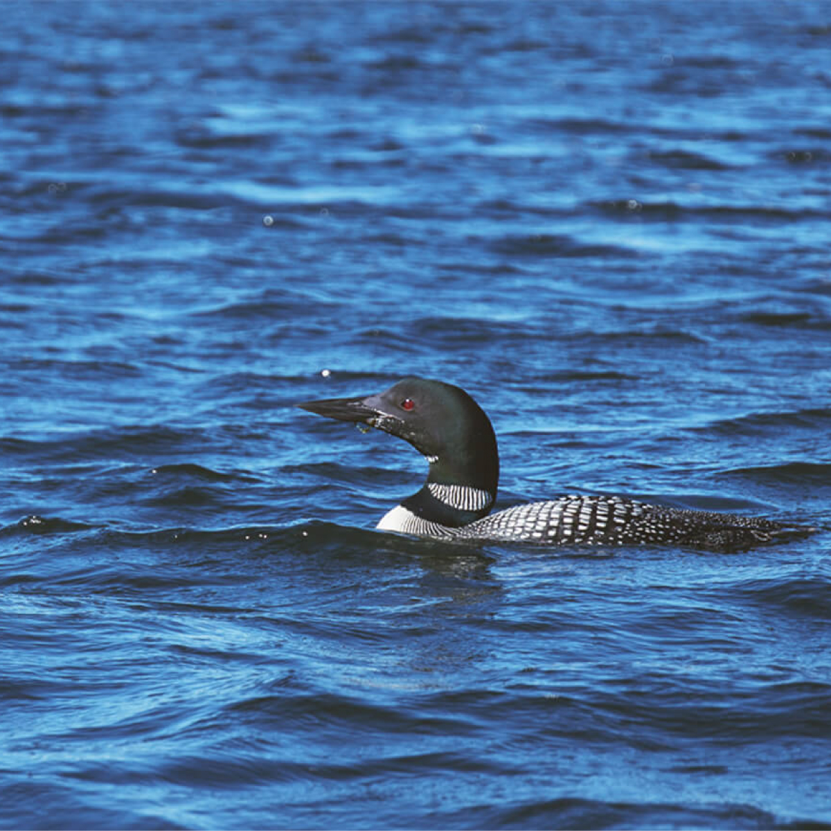 Loon floating on water