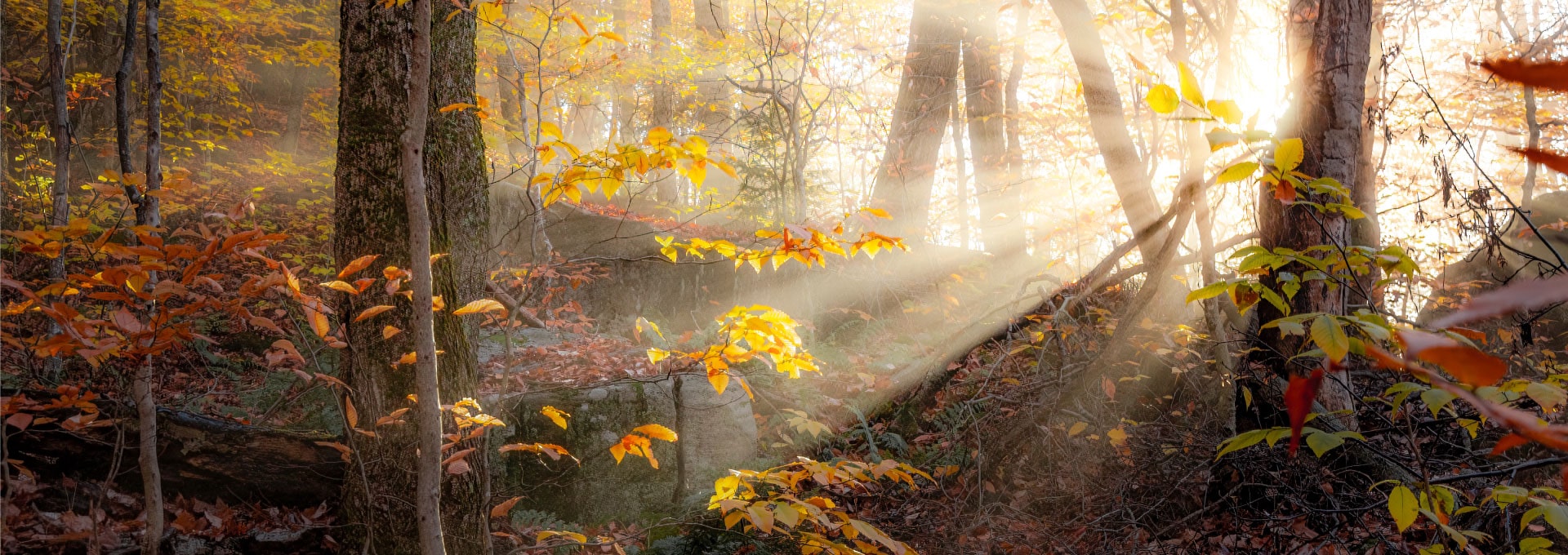 Backlighted fall leaves