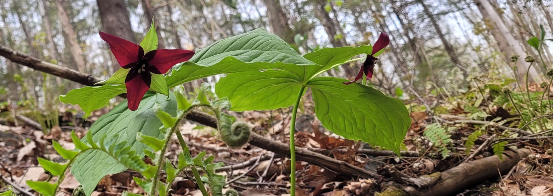 Red trillium