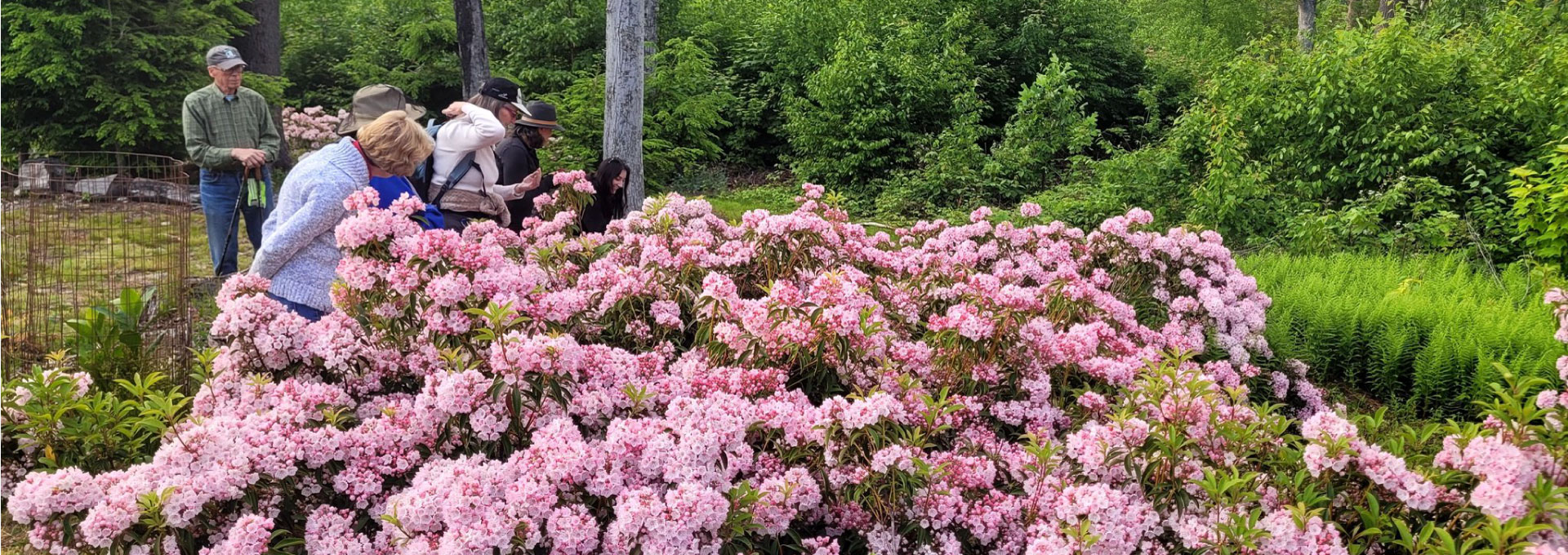 Laurel blossoms