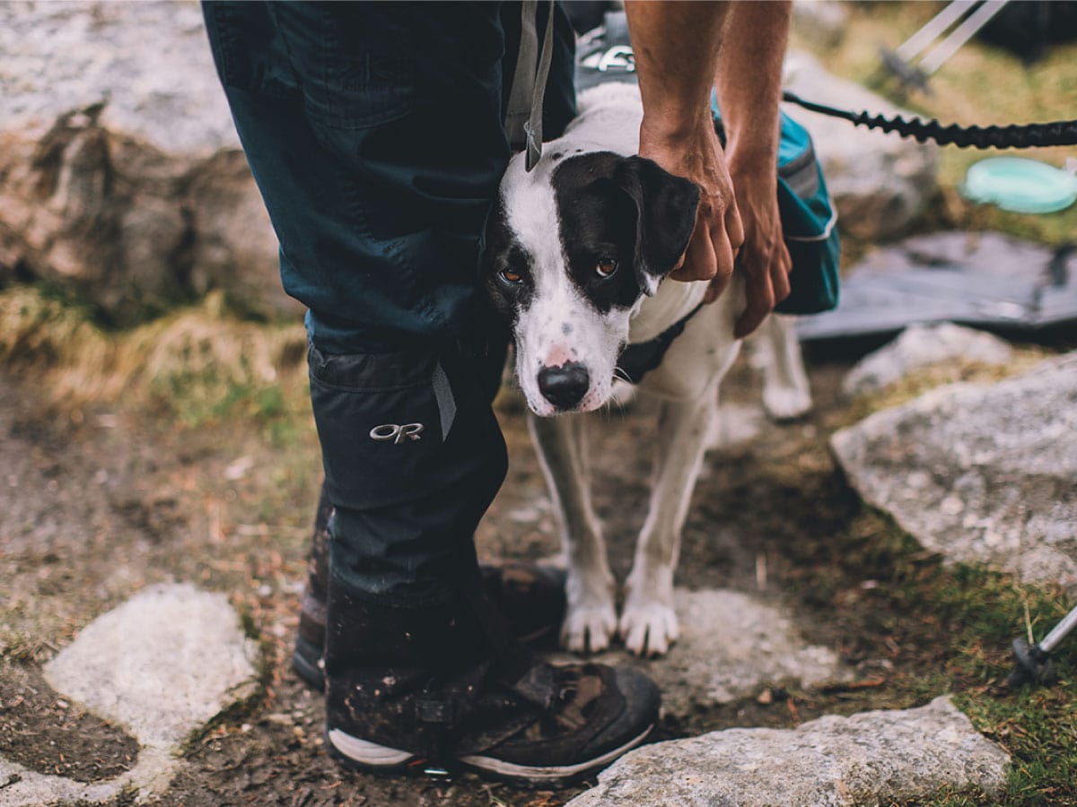Hiker and dog