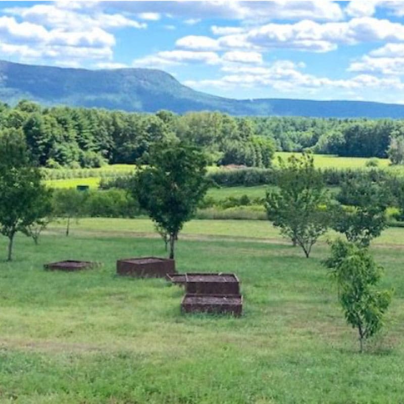 Apple orchard