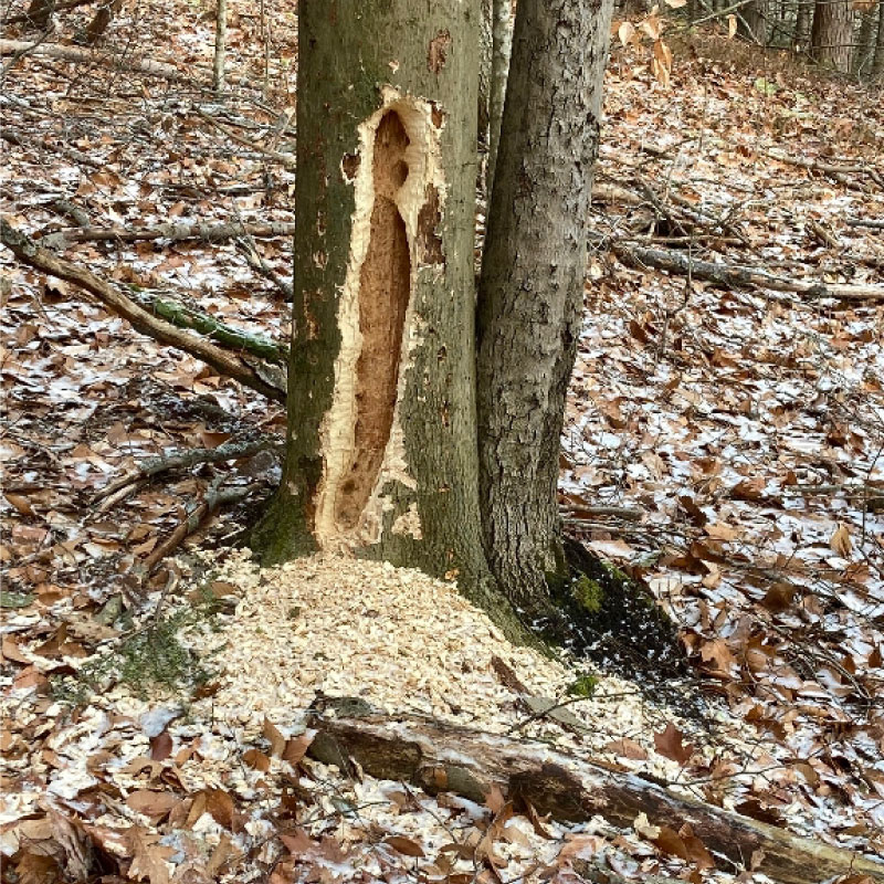 Hole in tree