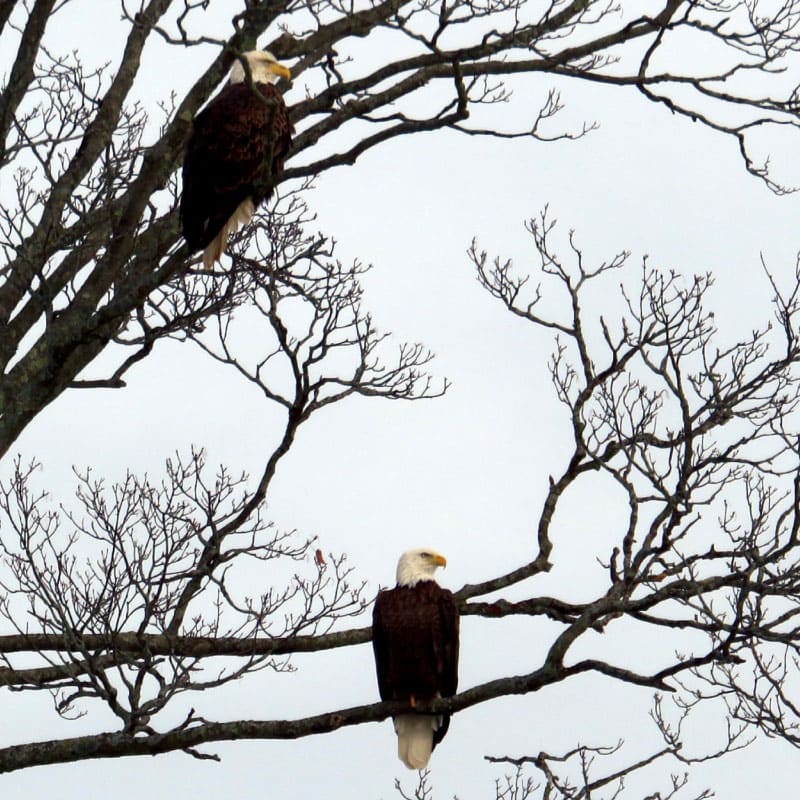 Two bald eagles