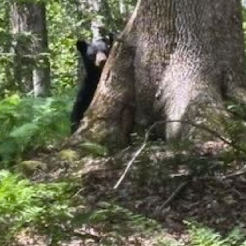 Bear