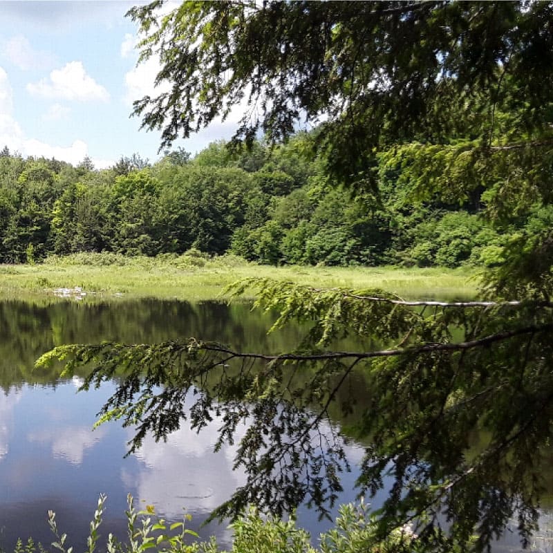 Beaver pond