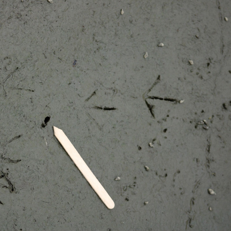 Wood cock prints in mud