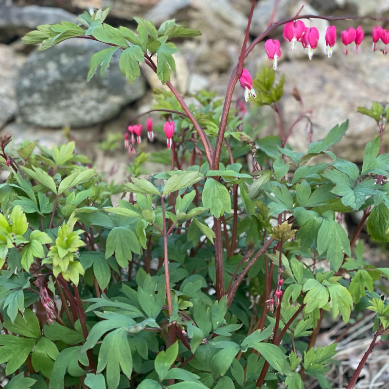 Bleeding heart