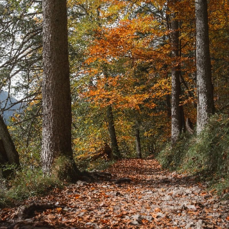 Hiking trail in fall