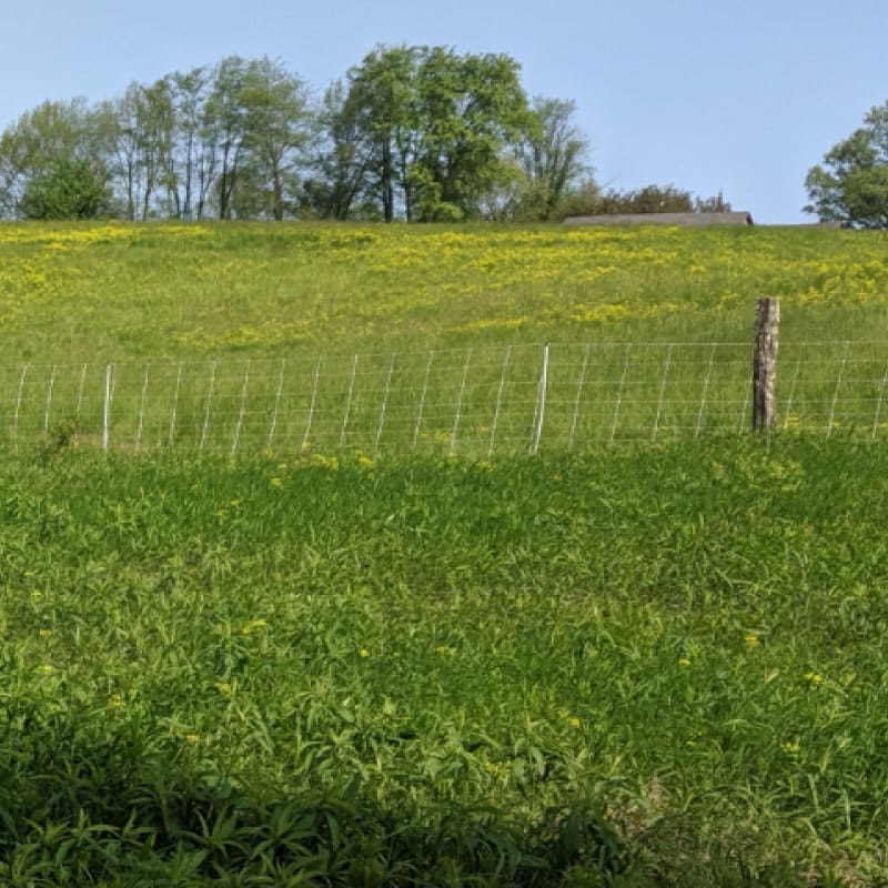 Field