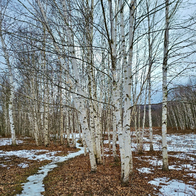 Birch trees