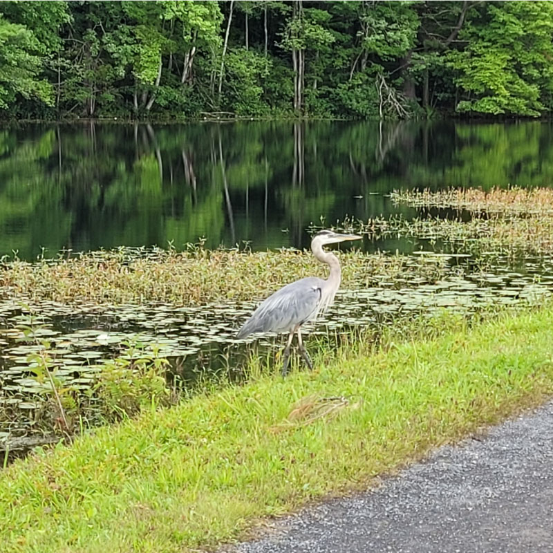 Heron