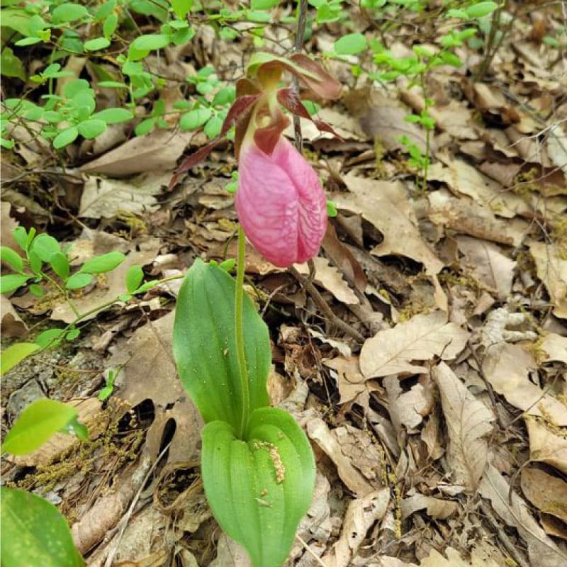 Pink lady slipper