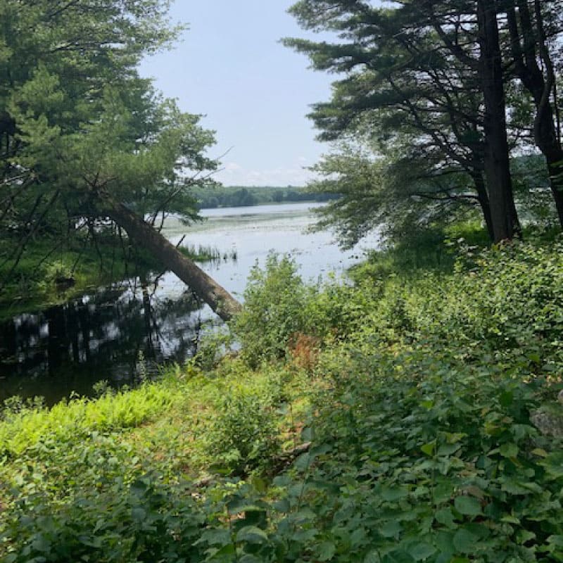 Lake view in summer