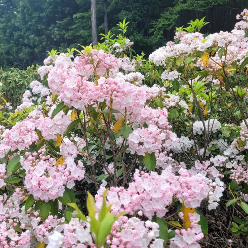 Laurel blossoms