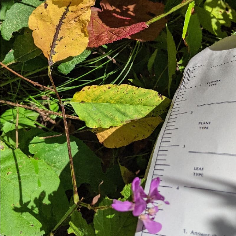 A volunteer monitoring plant life