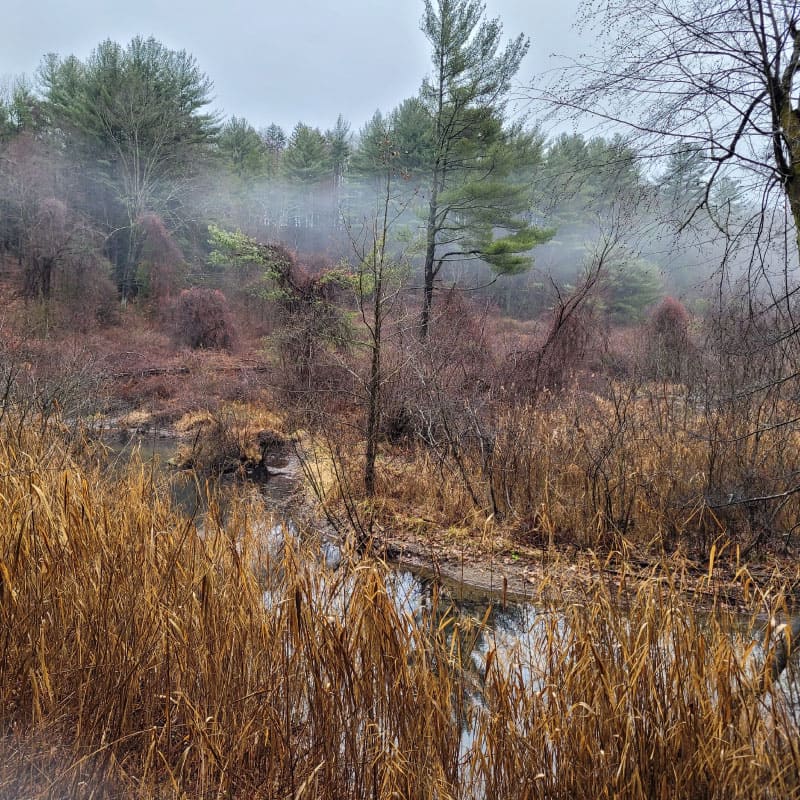 Swampy area