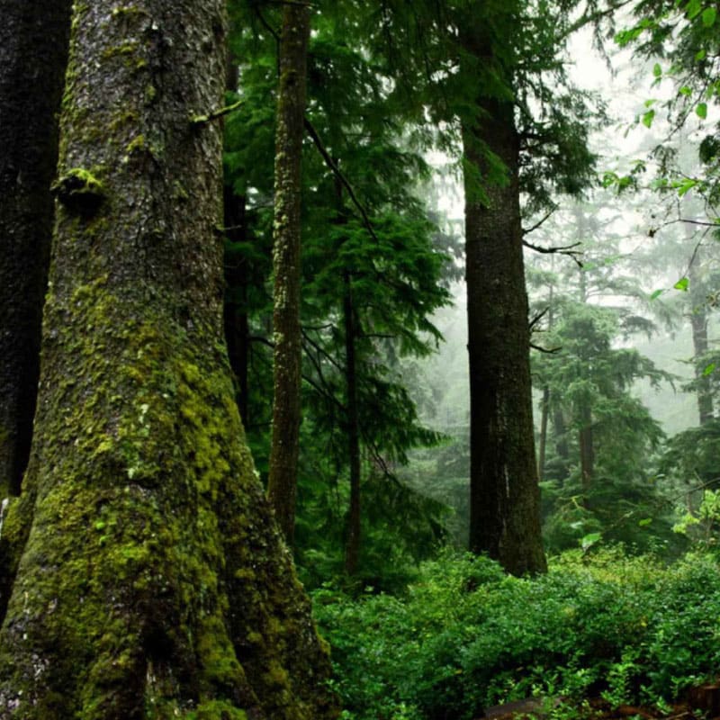 Large trees