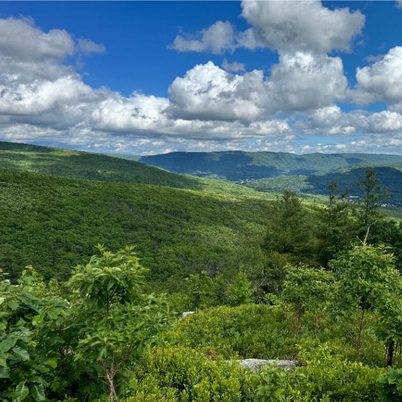 View of a valley in summer