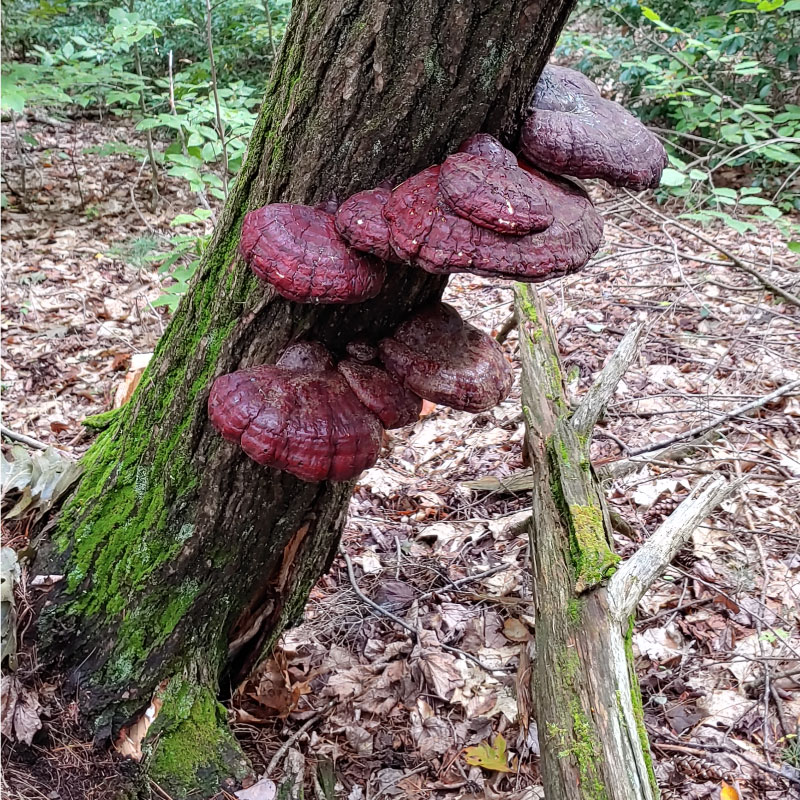 Red shelf fungi