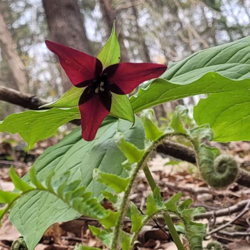 Red trillium