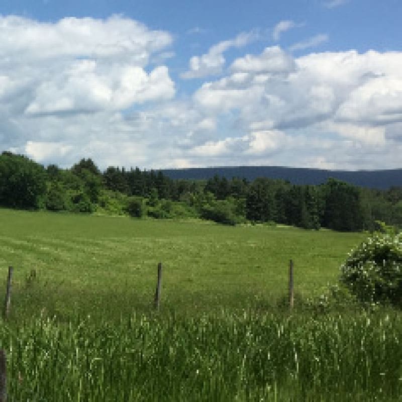 Field