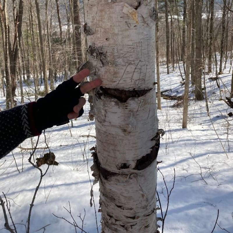 Scratched birch tree
