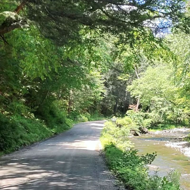 Shady road