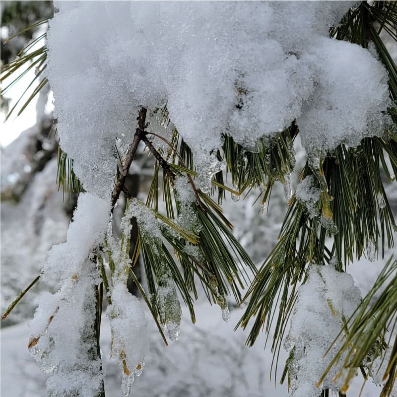 Snow on pine needles