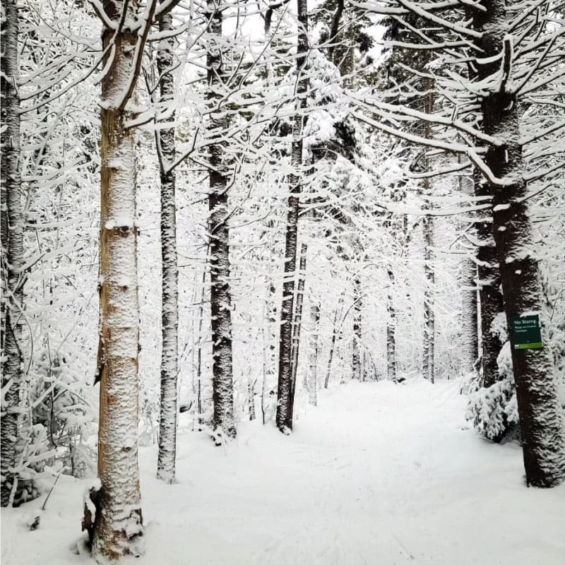 Trees covered in snow