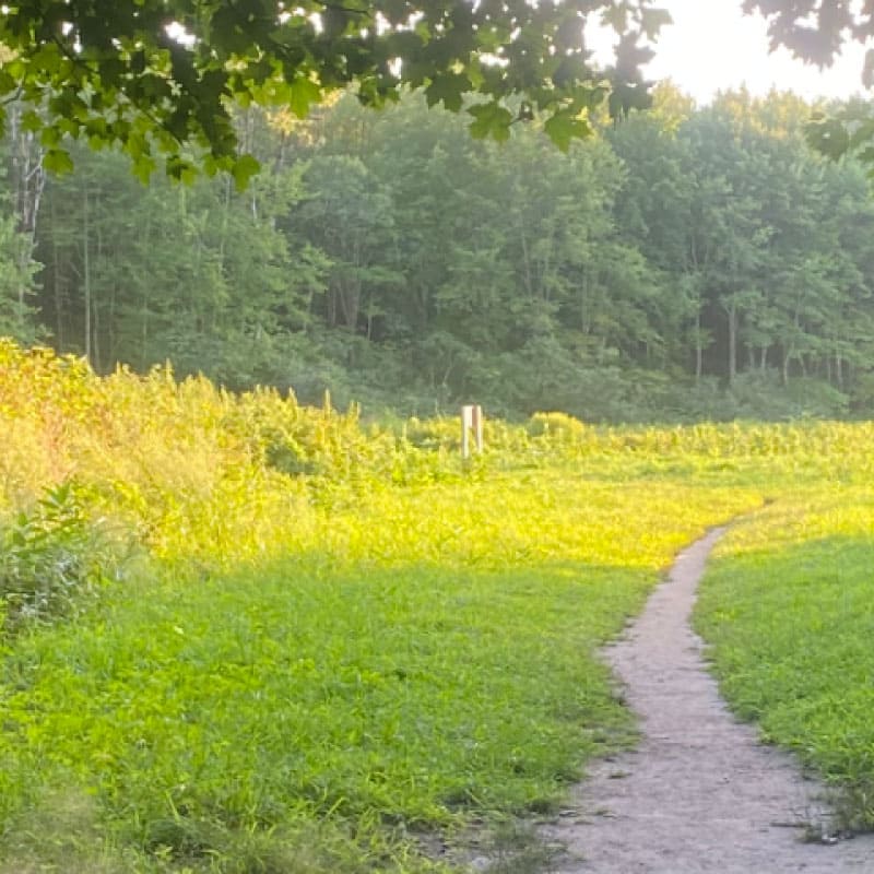 Sunny path