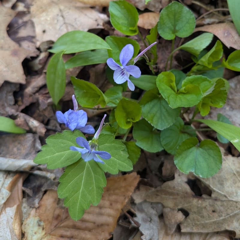 Long spur violet