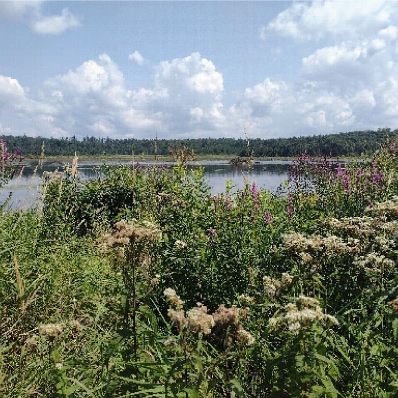 Washington Mountain Marsh