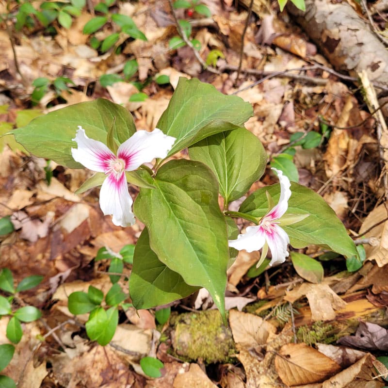 White trillium at Mount Toby