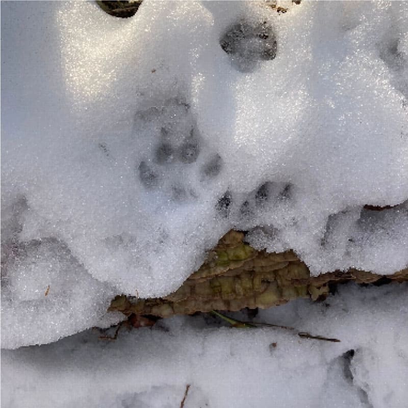 Grey fox pawprints in snow