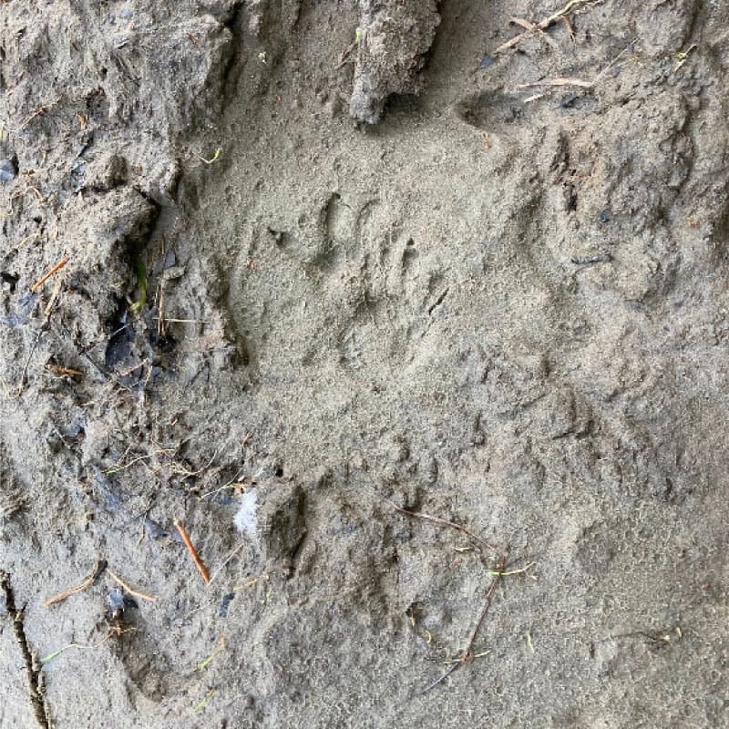 Animal pawprint