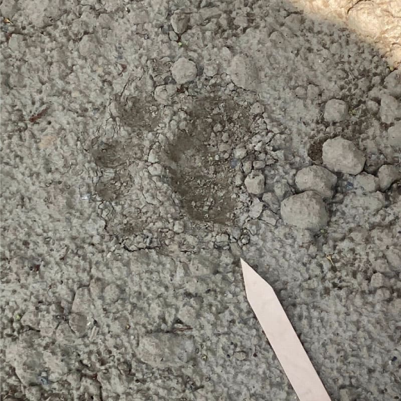 Animal pawprints
