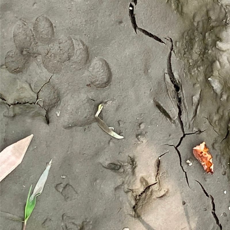 Wildlife footprint