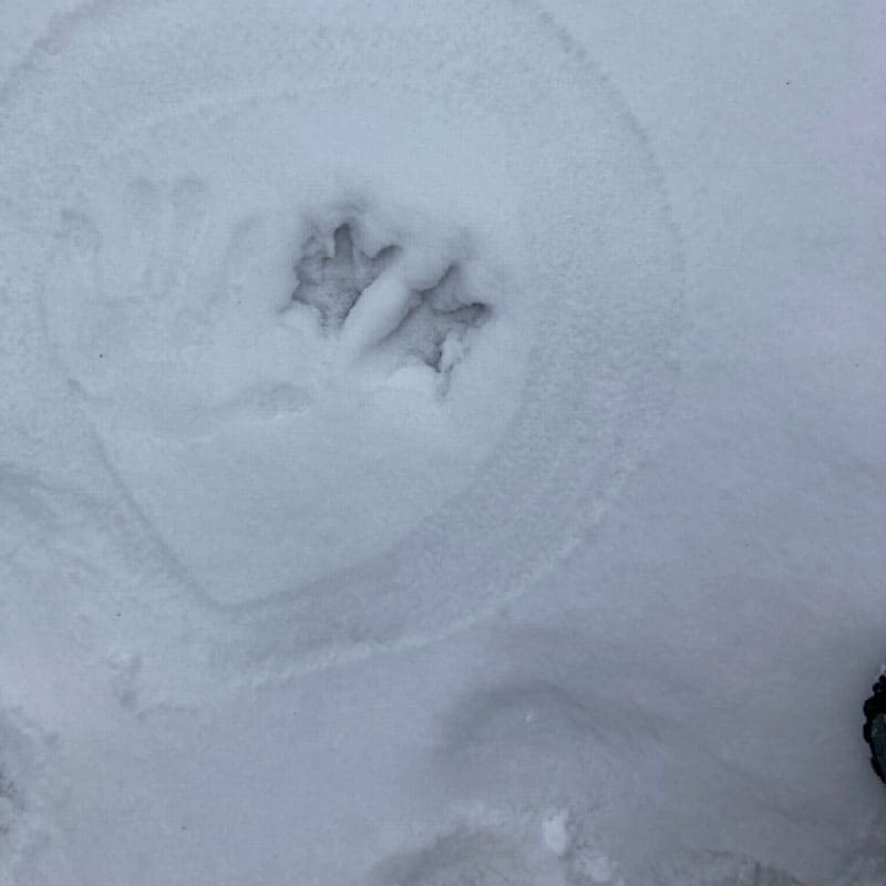 Wildlife pawprints