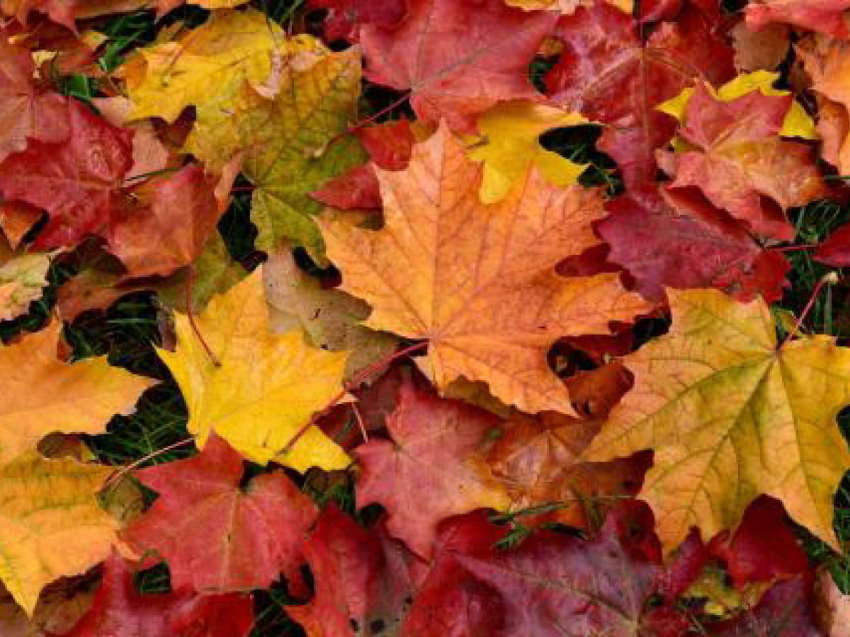 Fall leaves