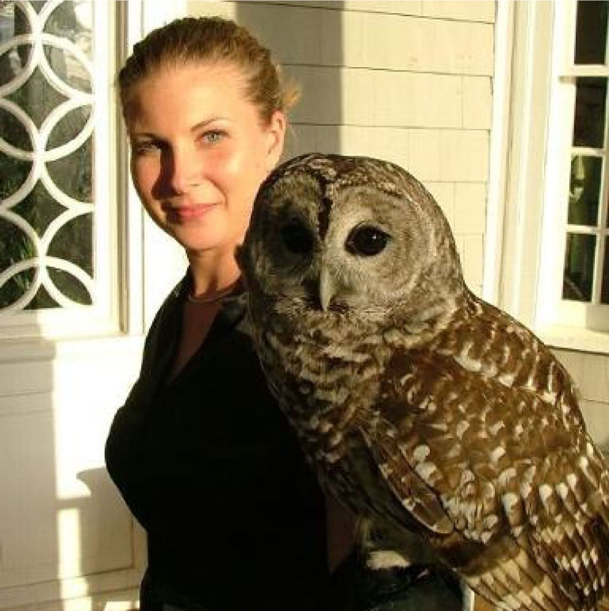 Barred owl