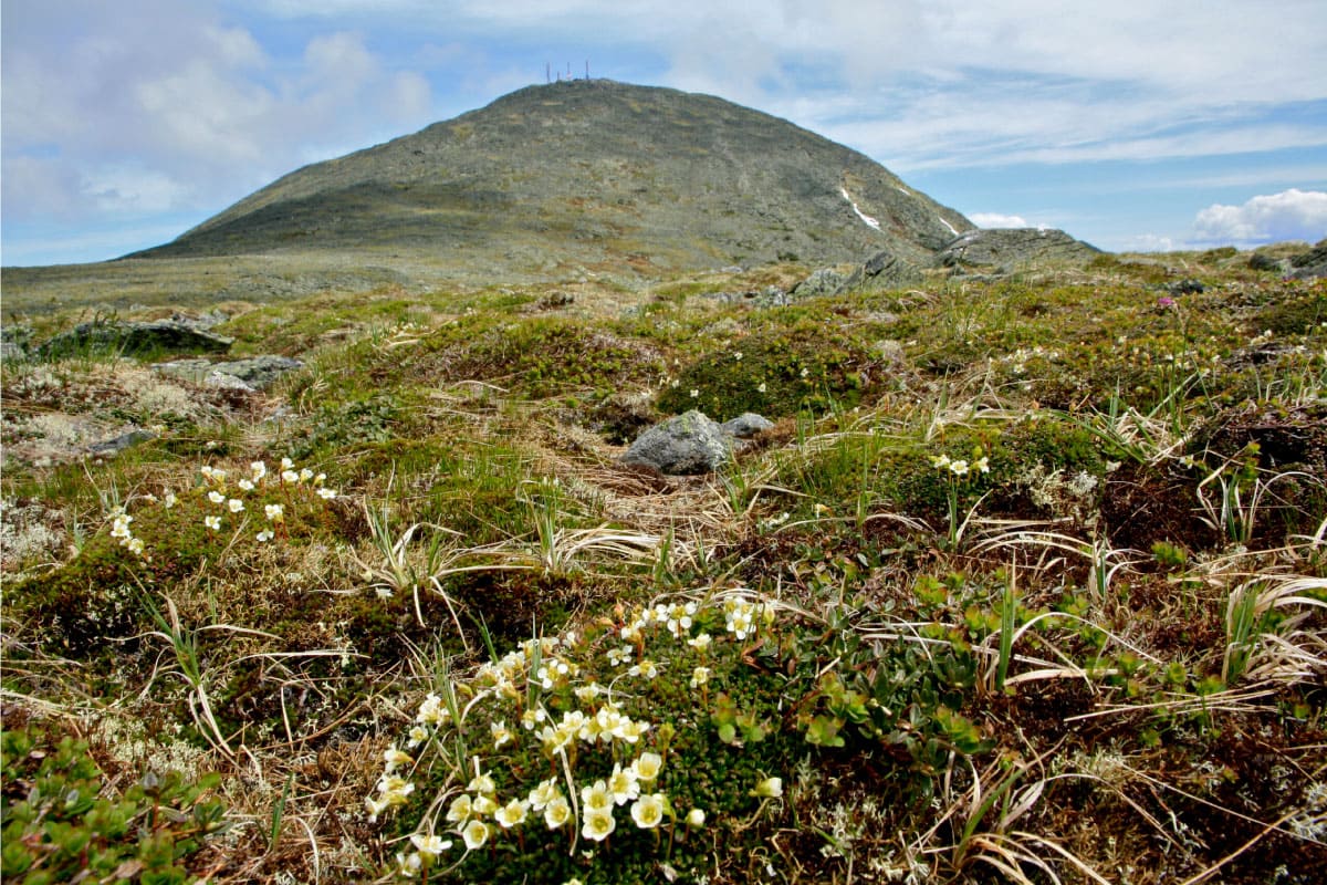 Alpine flowers