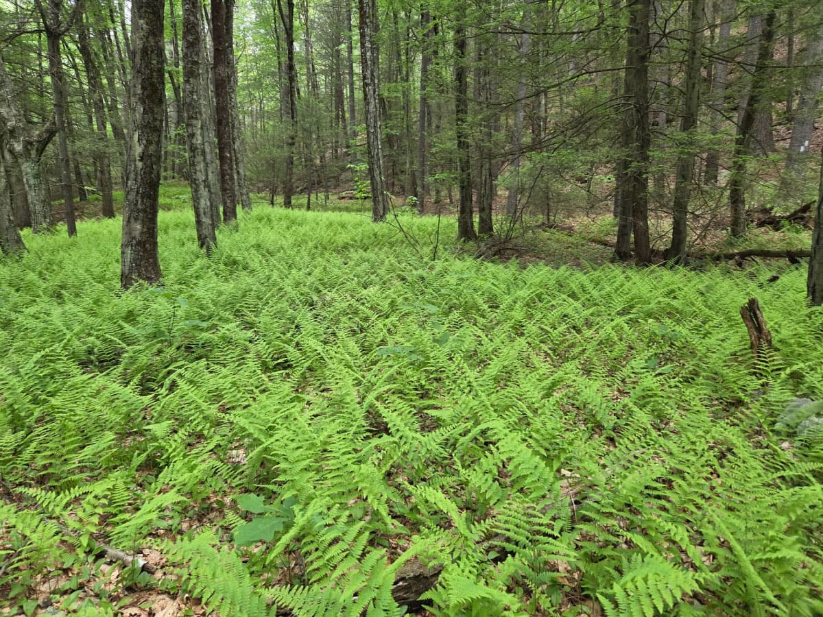 Ferns