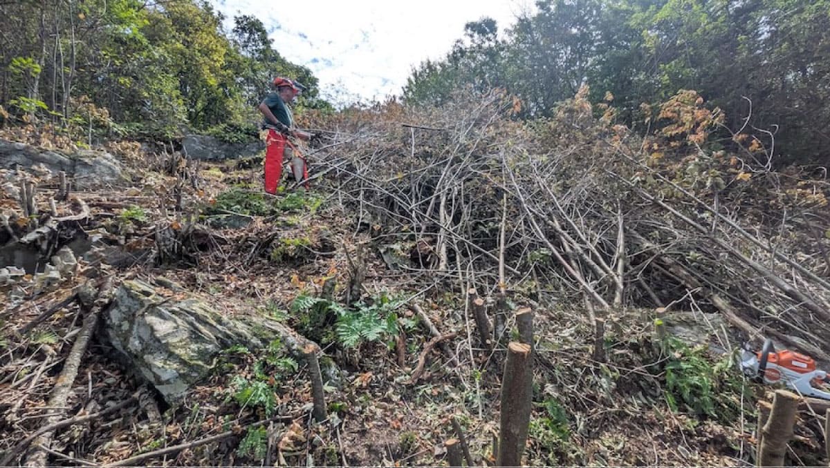 Worker clearing a trail