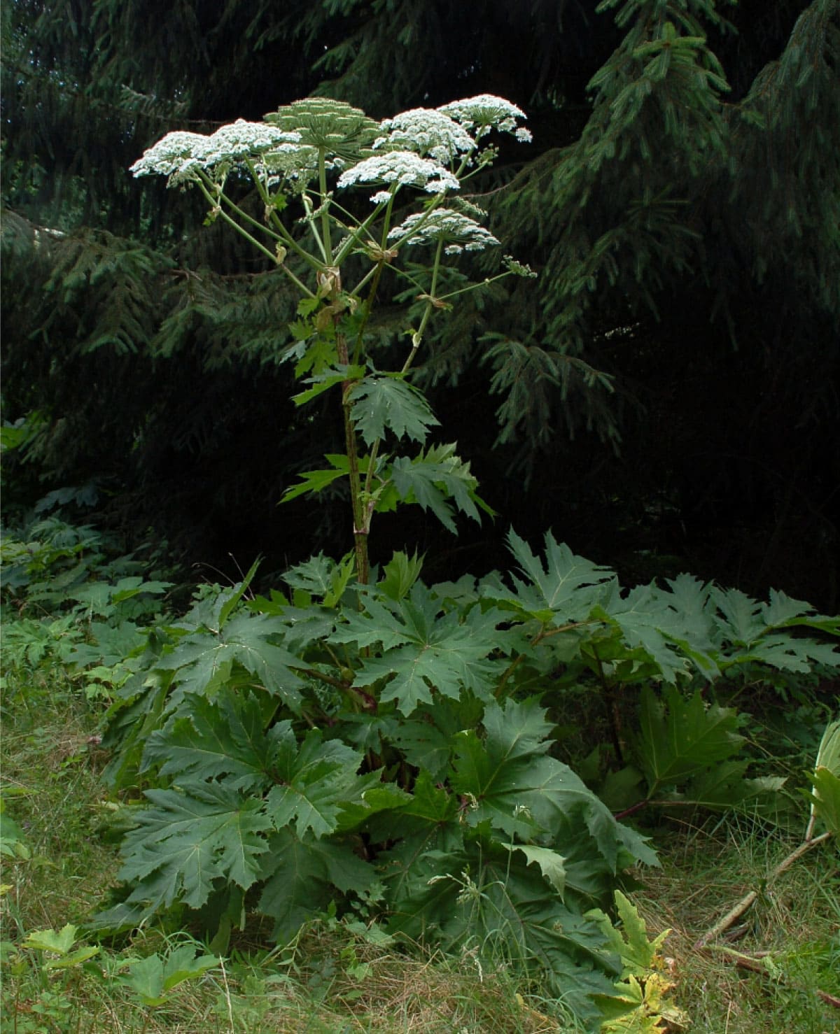 Giant hogweed
