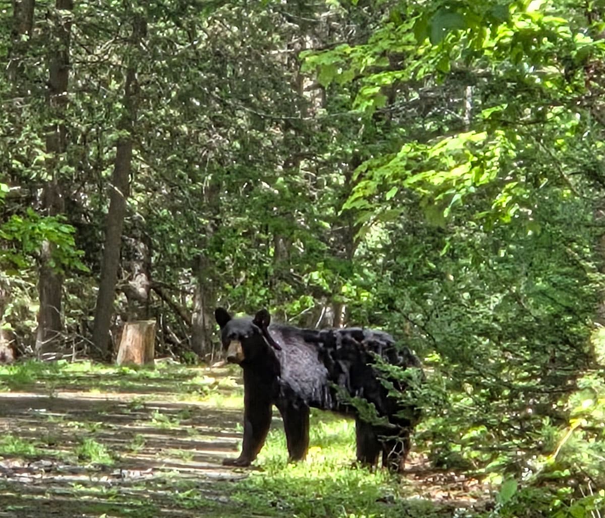 Black bear
