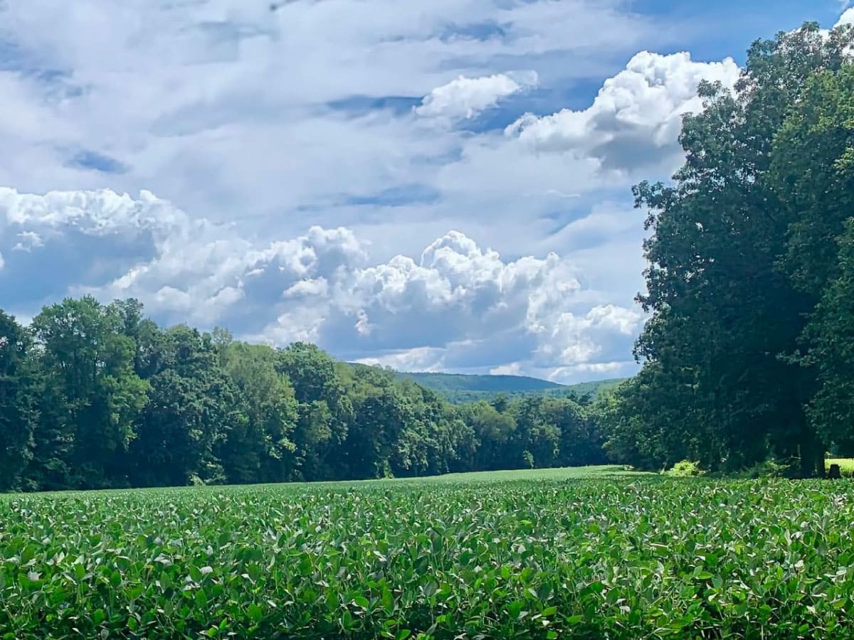 Field