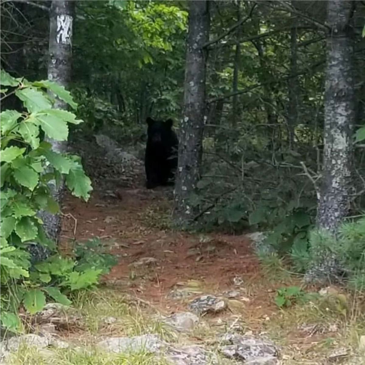 Black bear