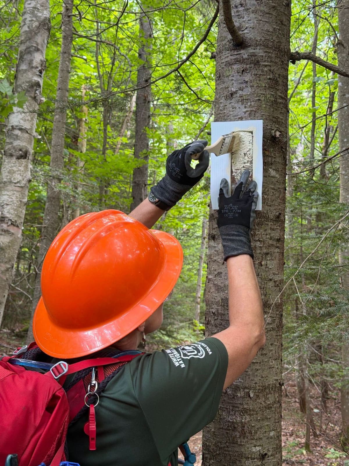 Trail worker blazing a tree